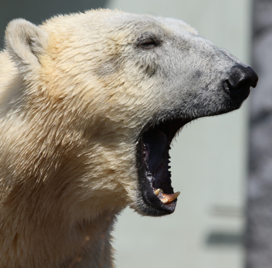 Bear portrait